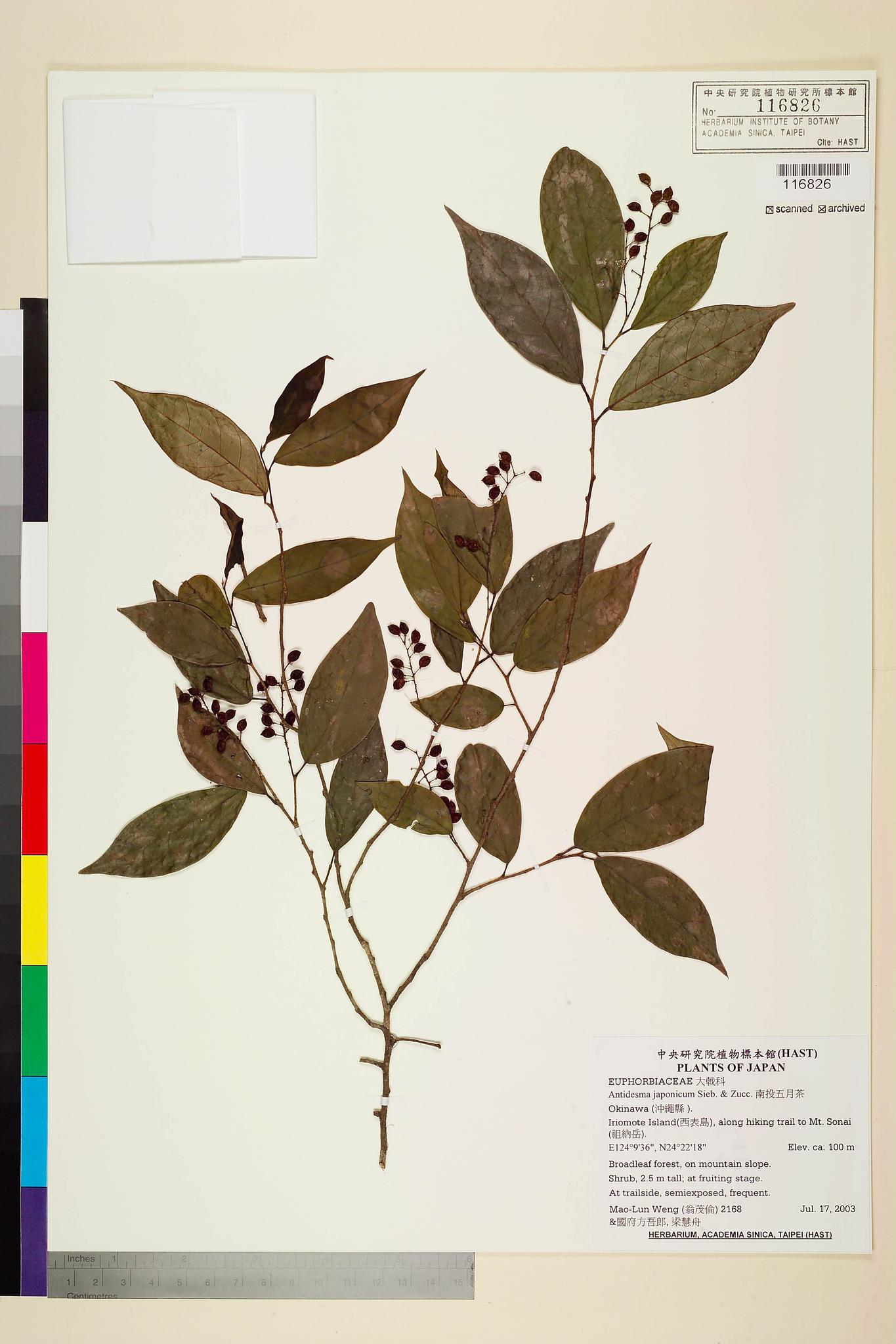 Sample image for viewer