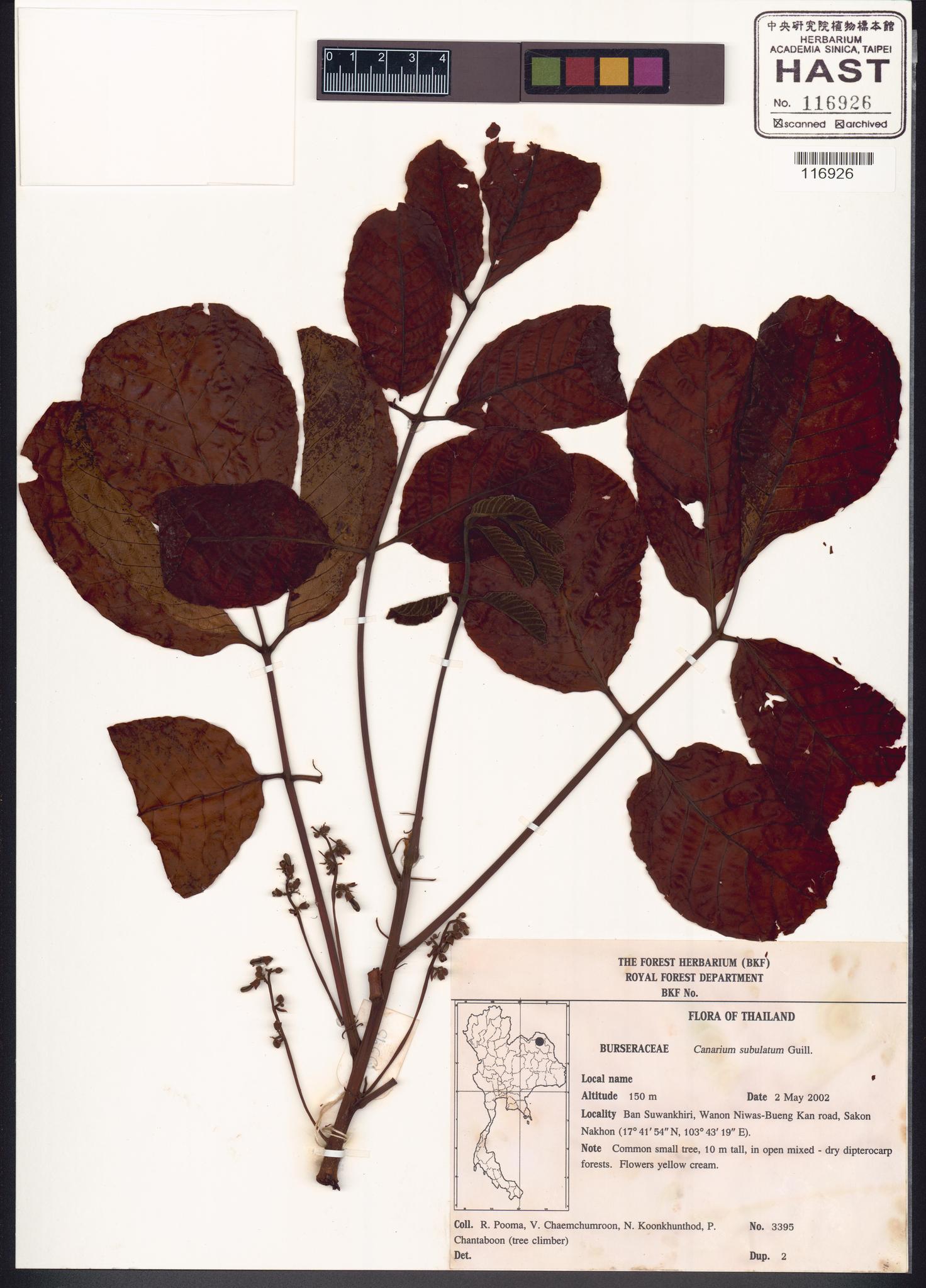 Sample image for viewer