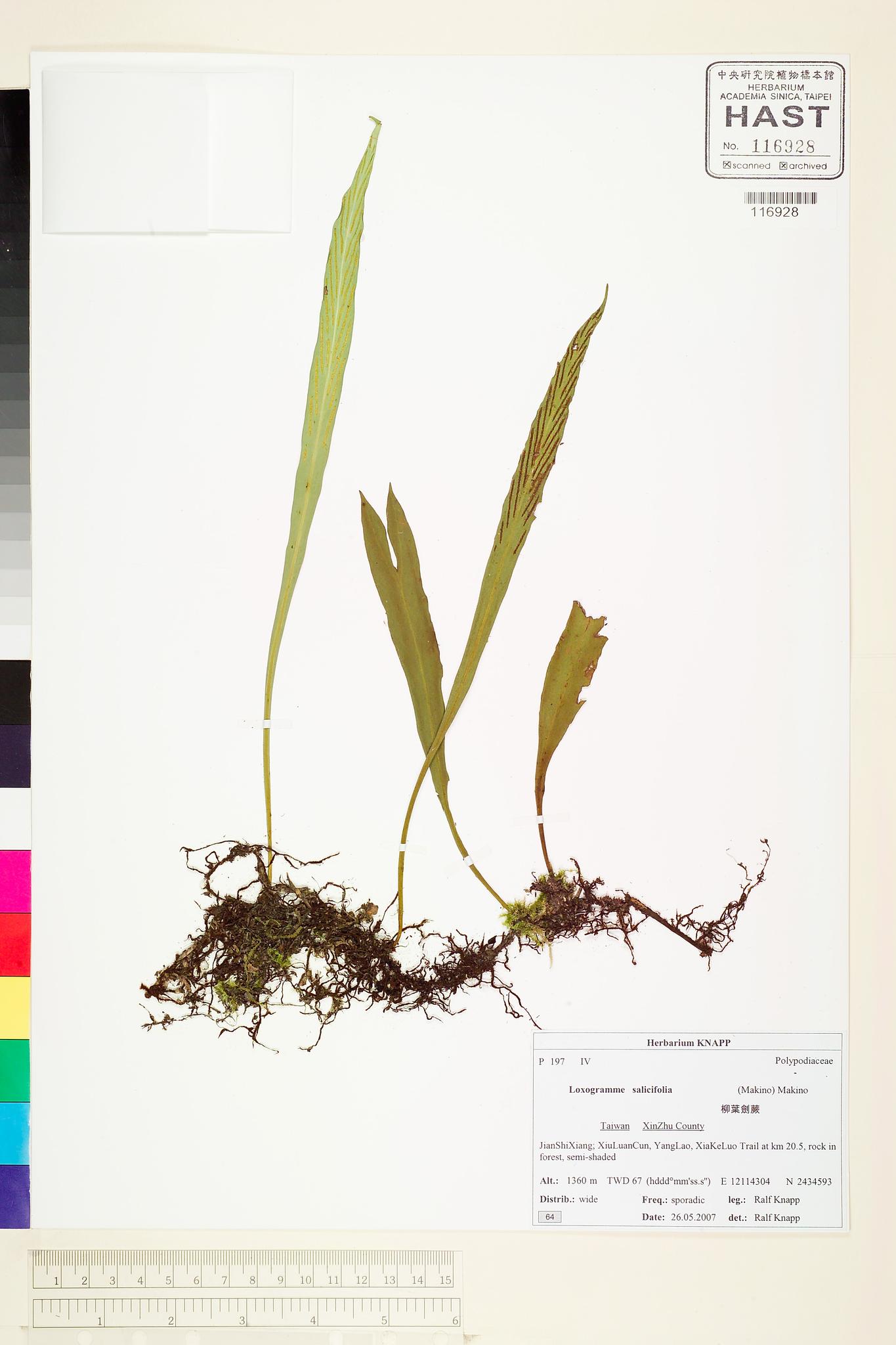 Sample image for viewer