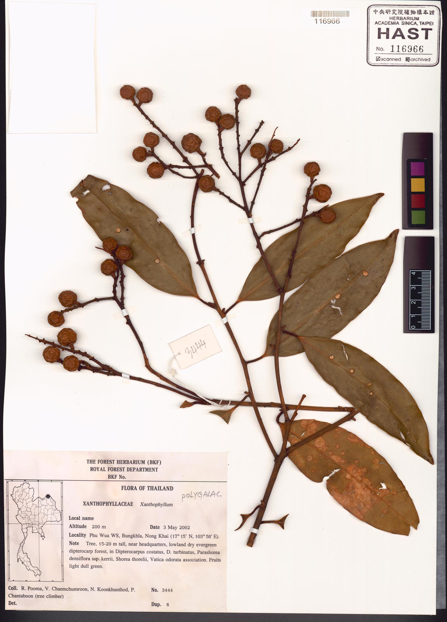 Sample image for viewer