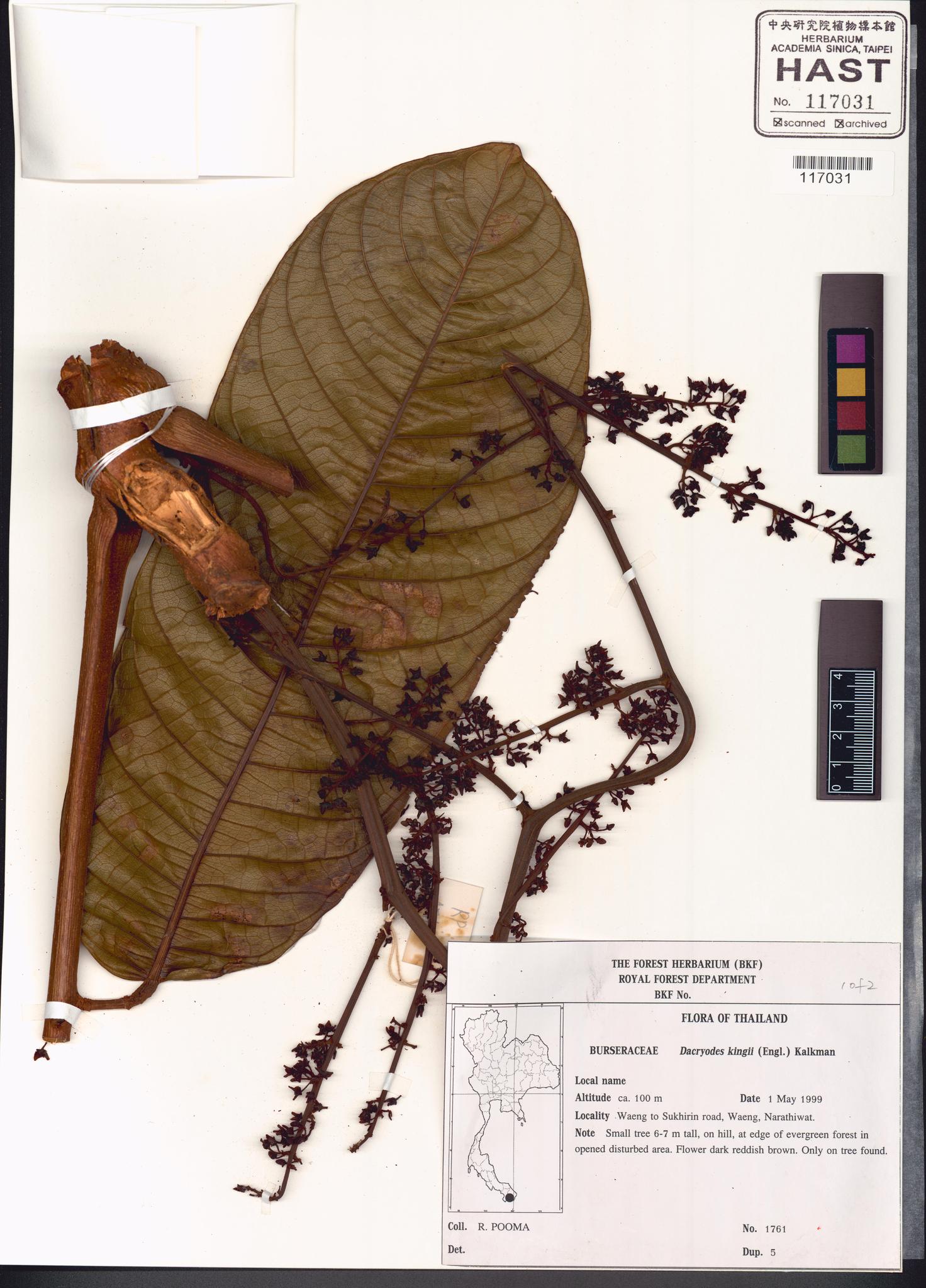 Sample image for viewer