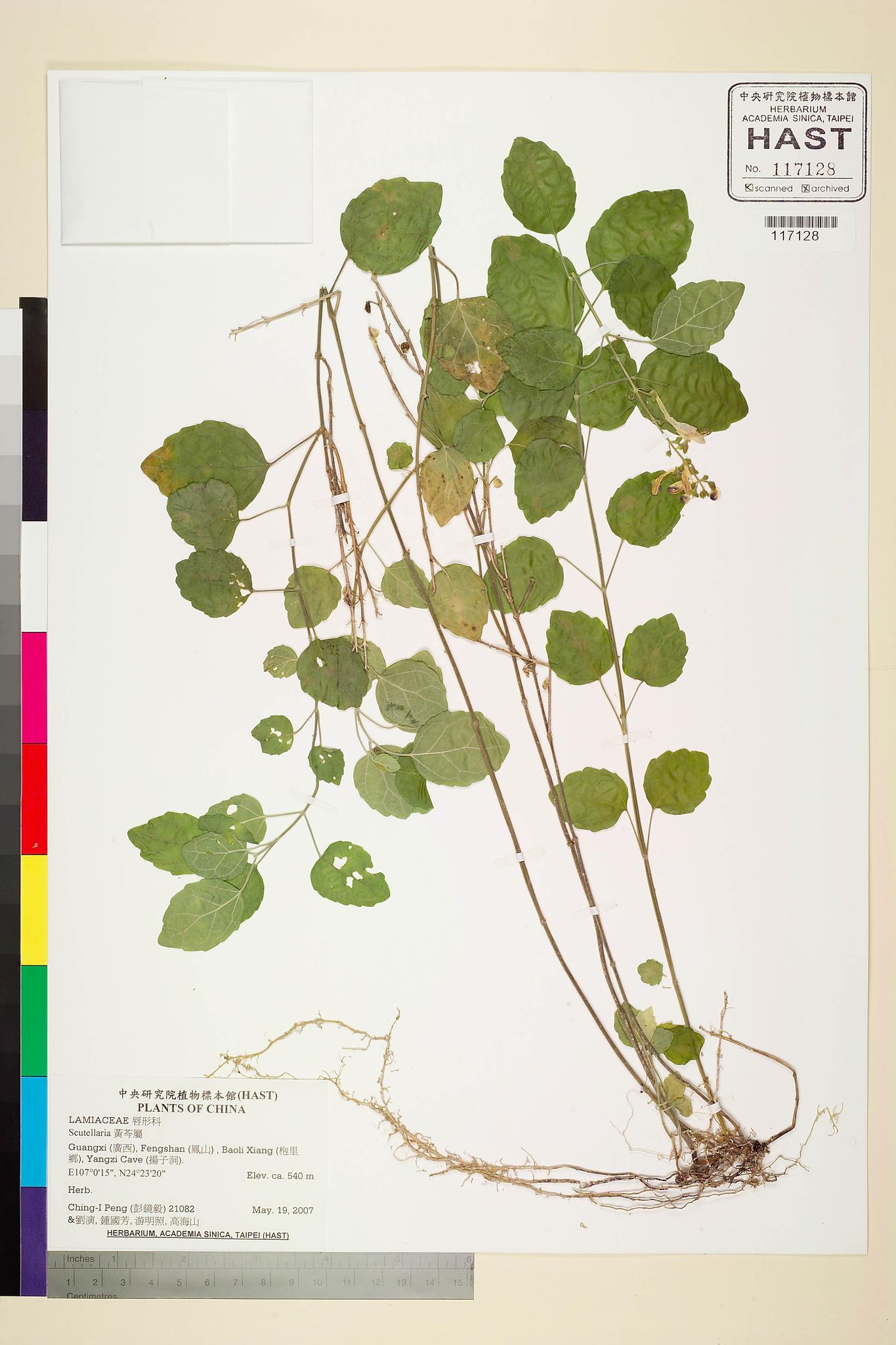 Sample image for viewer