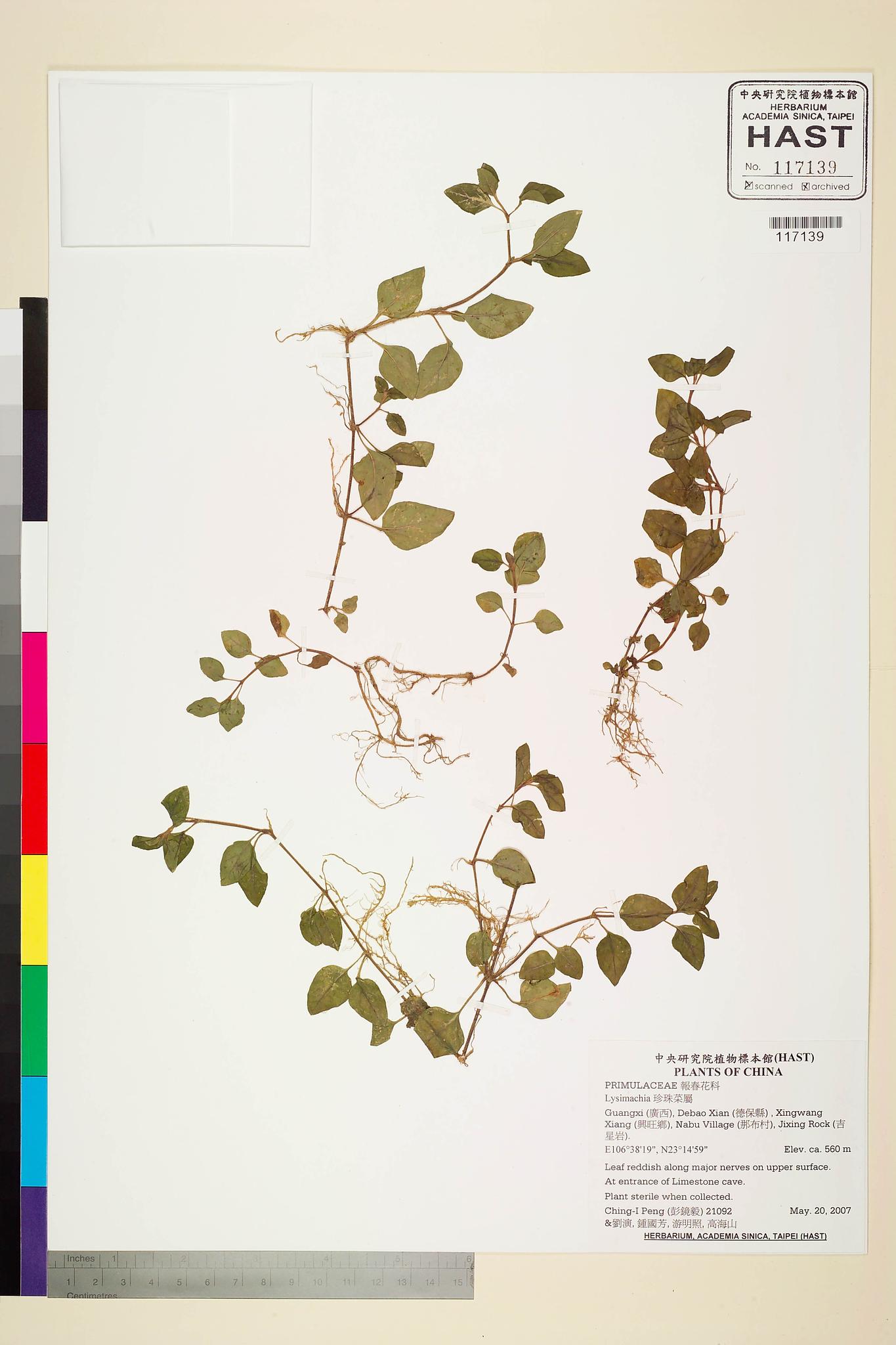 Sample image for viewer