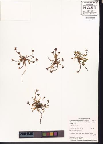 Chaerophyllum andicola (Kunth) K.F. Chung