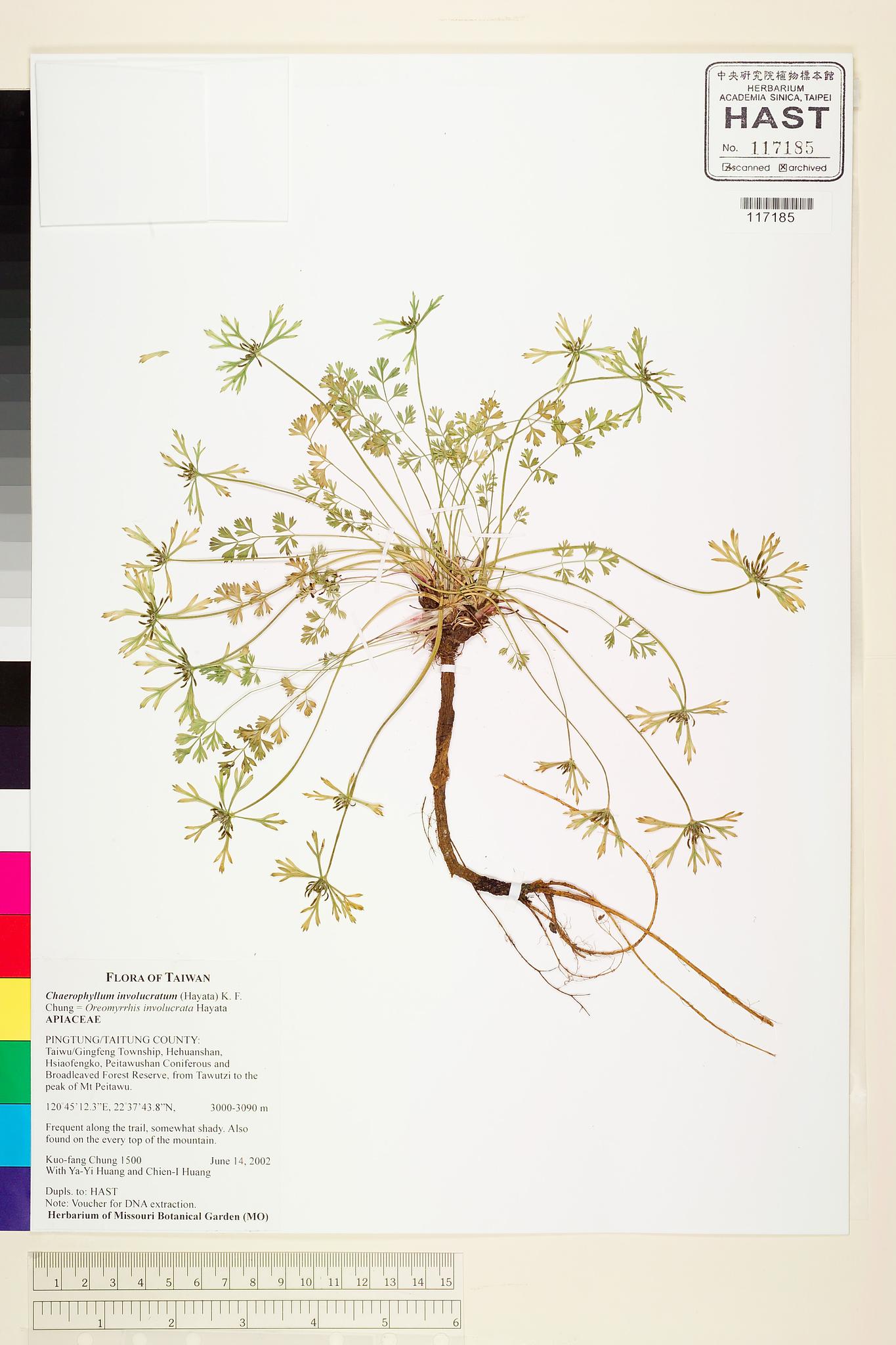 Sample image for viewer