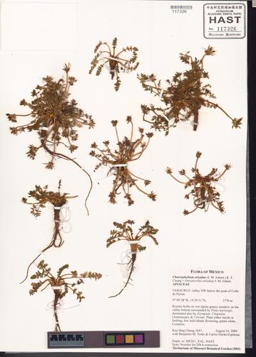 Chaerophyllum orizabae (I.M. Johnst.) K.F. Chung