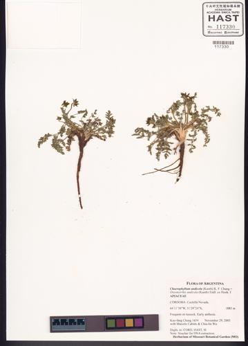 Chaerophyllum andicola (Kunth) K.F. Chung