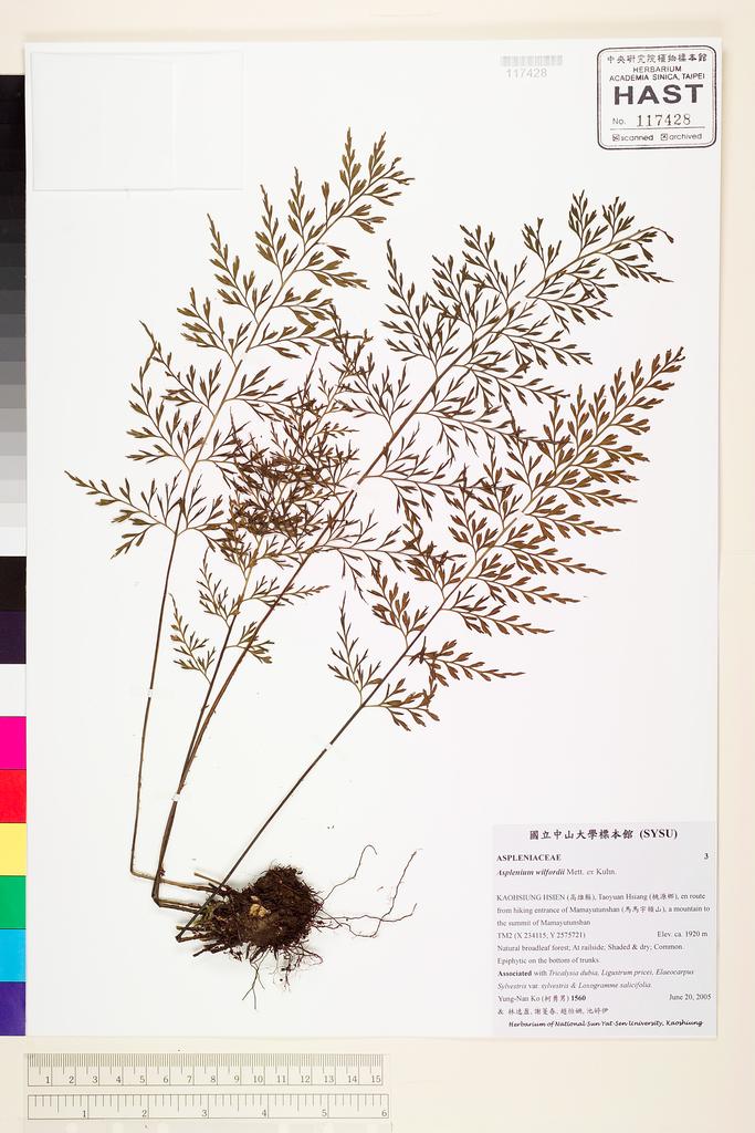 <Unit #73524 Ko, Yung-Nan | 柯勇男 | 1560:: | Asplenium wilfordii Mett. ex Kuhn.>