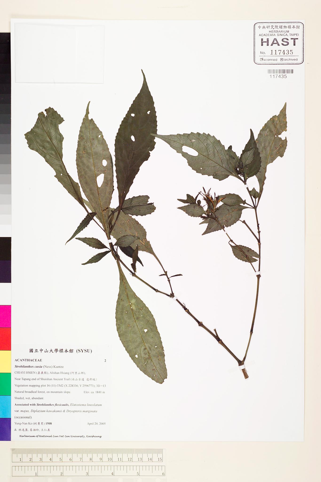 Sample image for viewer