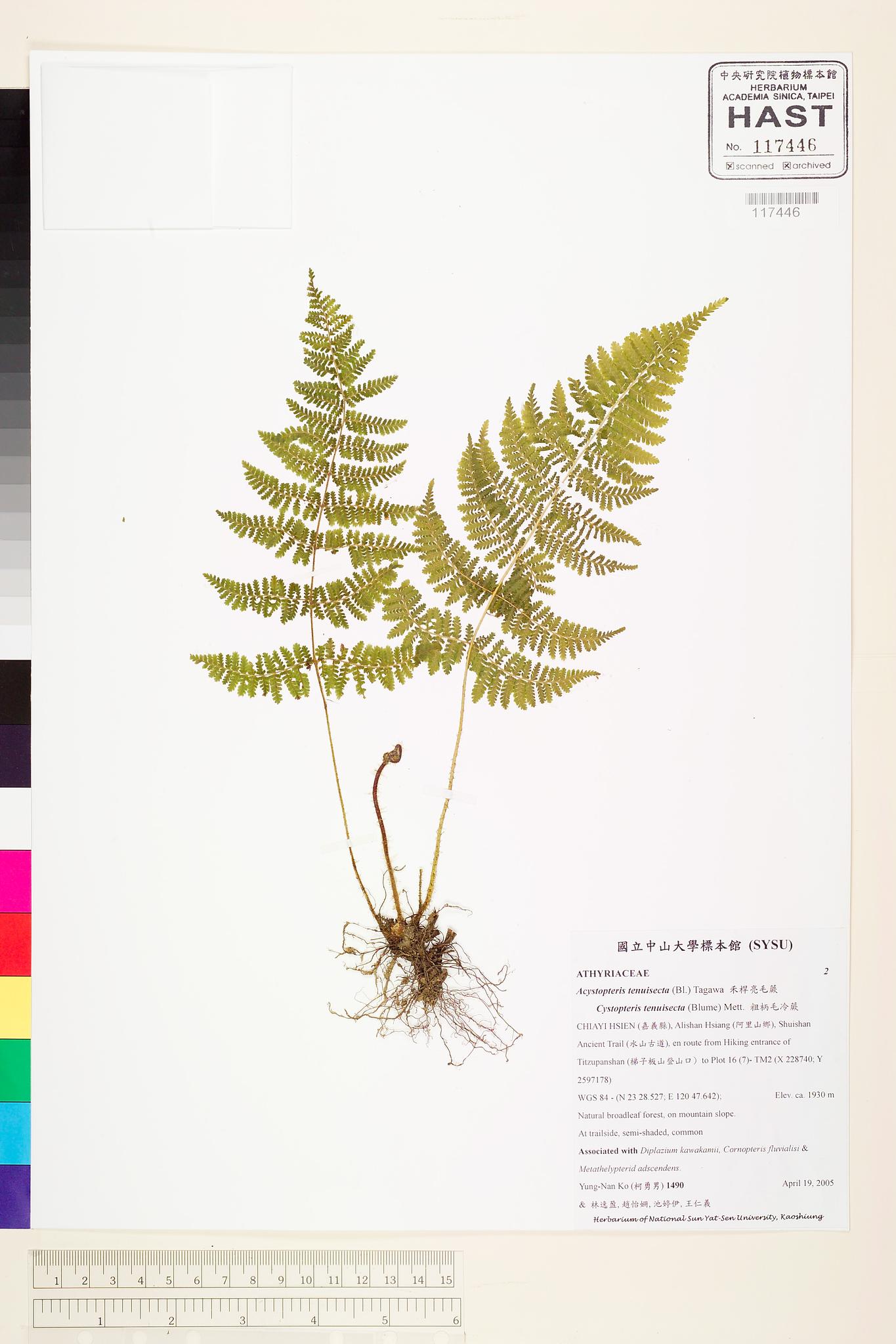 Sample image for viewer