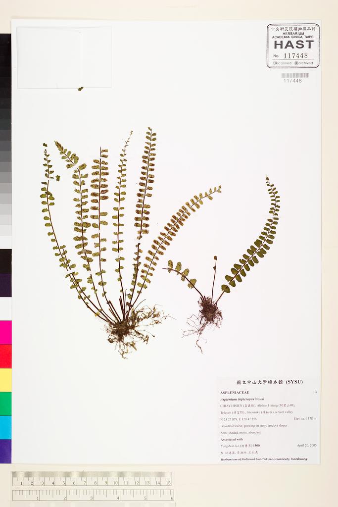 <Unit #73546 Ko, Yung-Nan | 柯勇男 | 1500:: | Asplenium tripteropus Nakai>