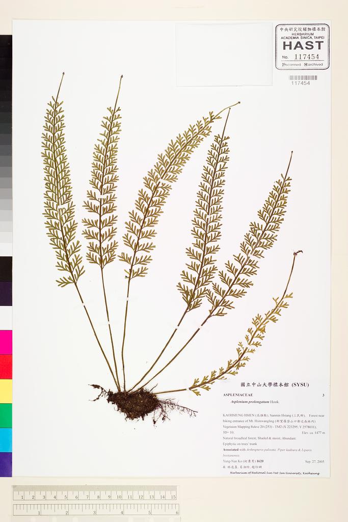<Unit #73552 Ko, Yung-Nan | 柯勇男 | 1620:: | Asplenium prolongatum Hook.>
