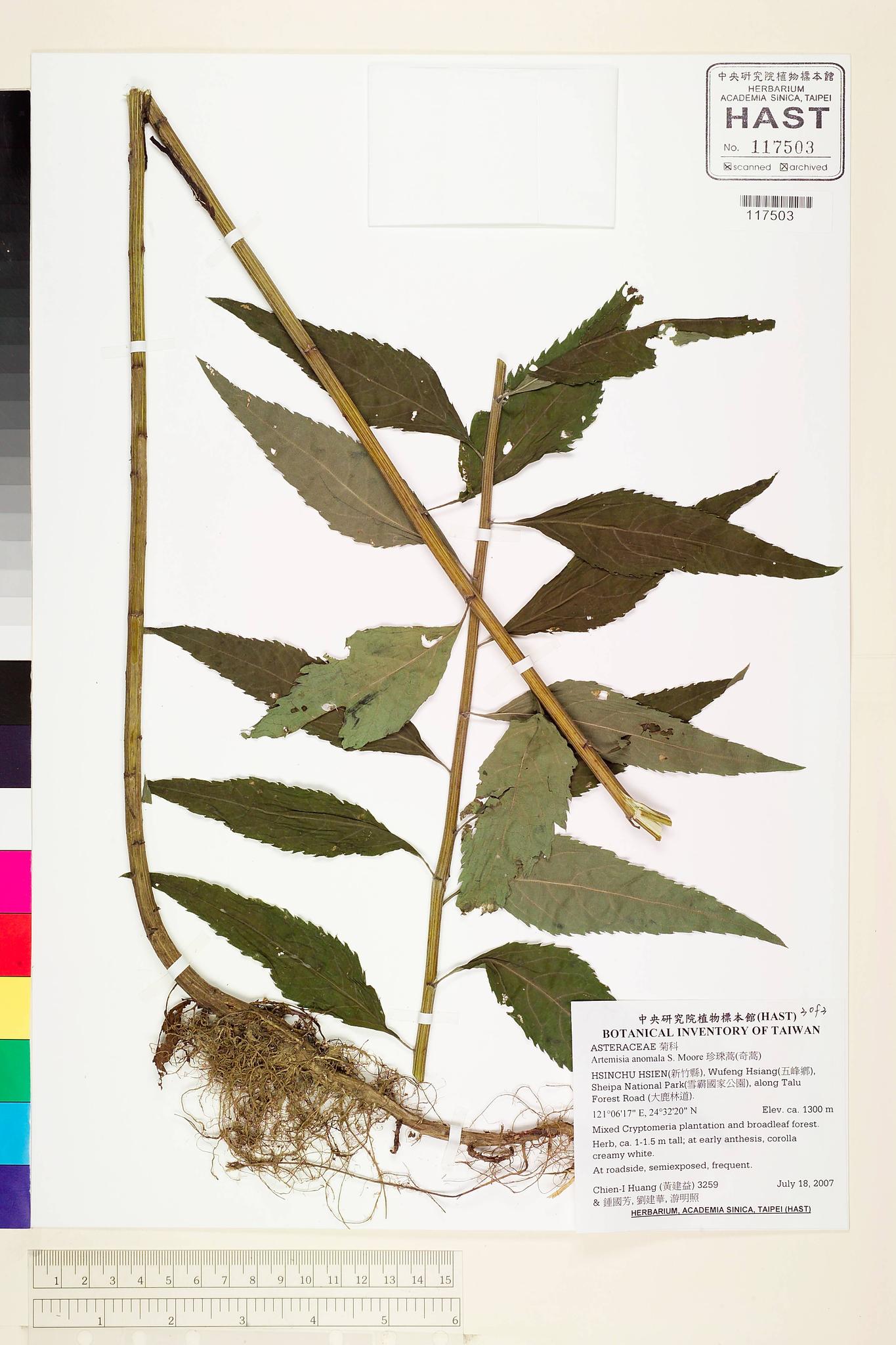 Sample image for viewer