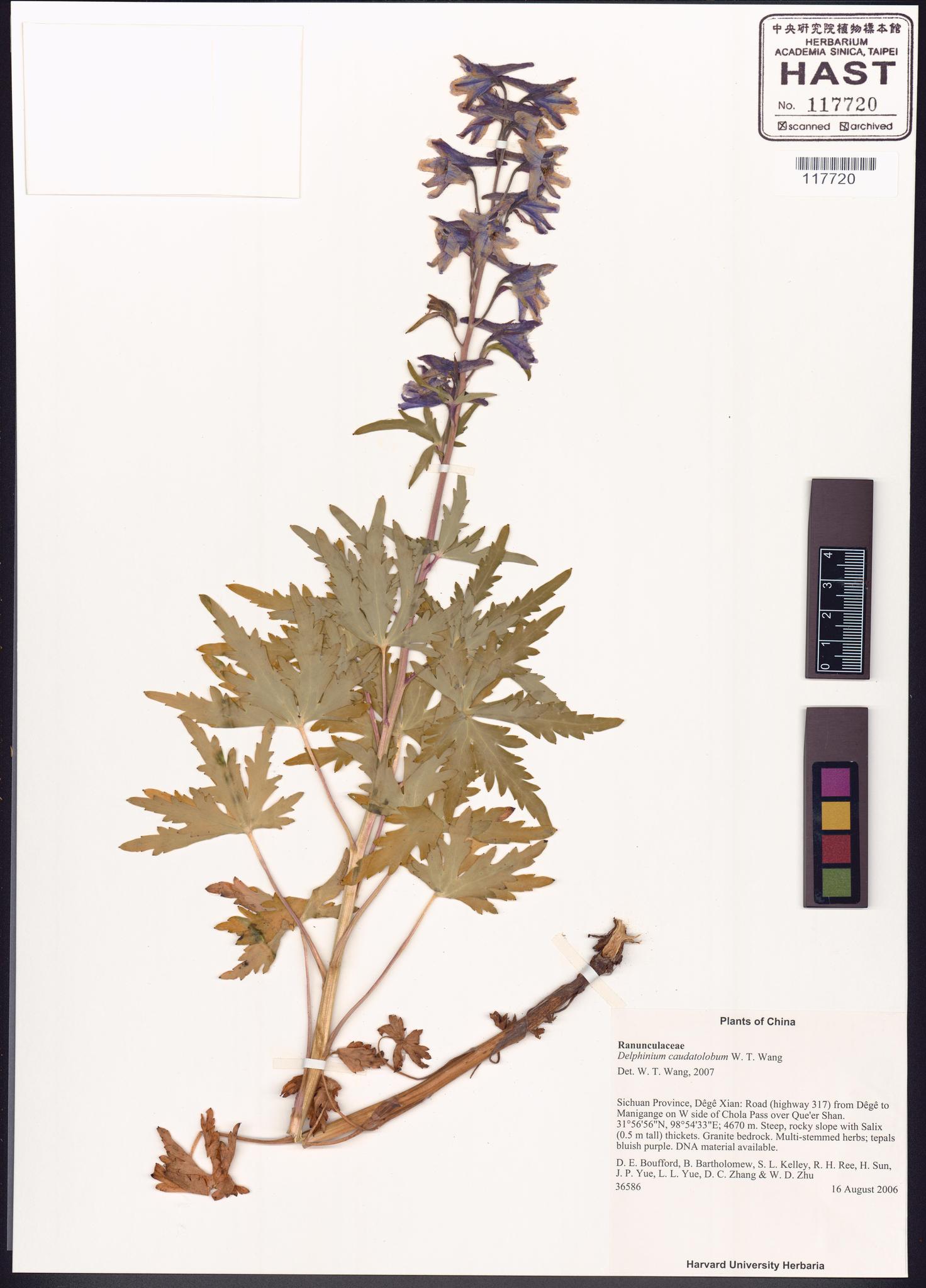 Sample image for viewer