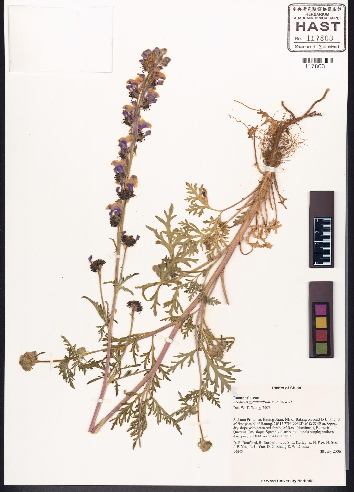 Sample image for viewer