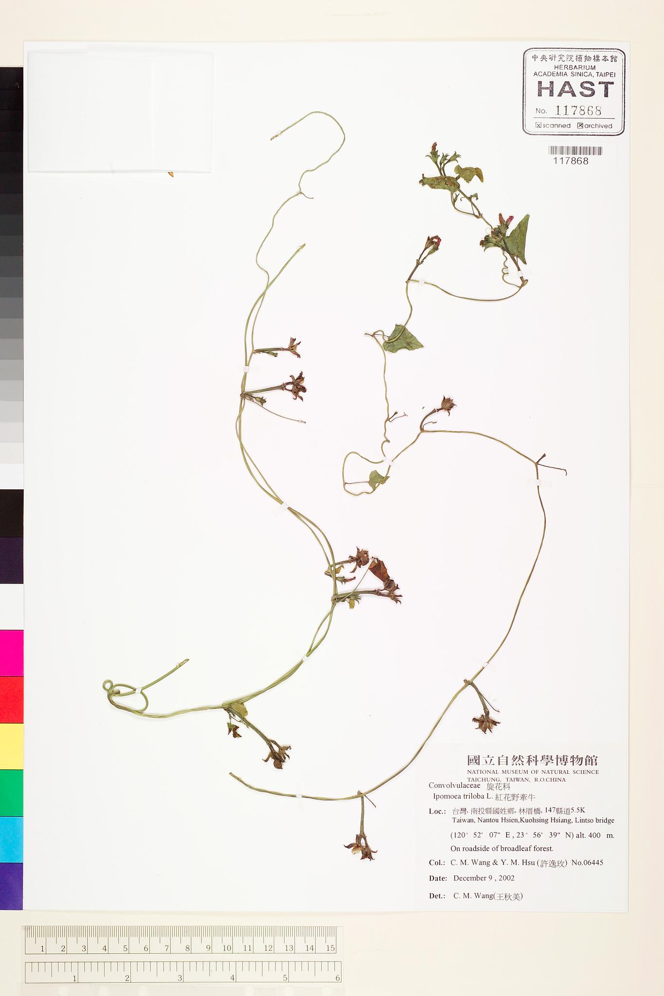 Sample image for viewer