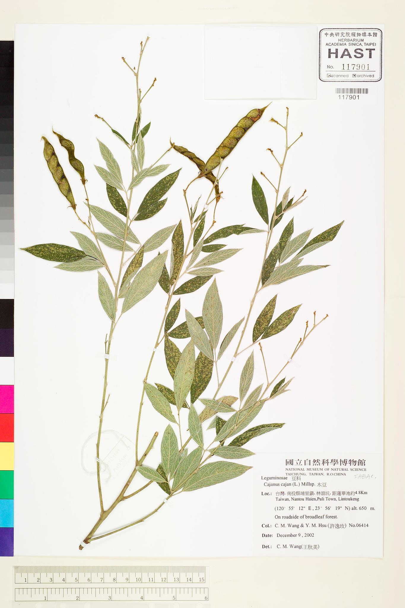 Sample image for viewer