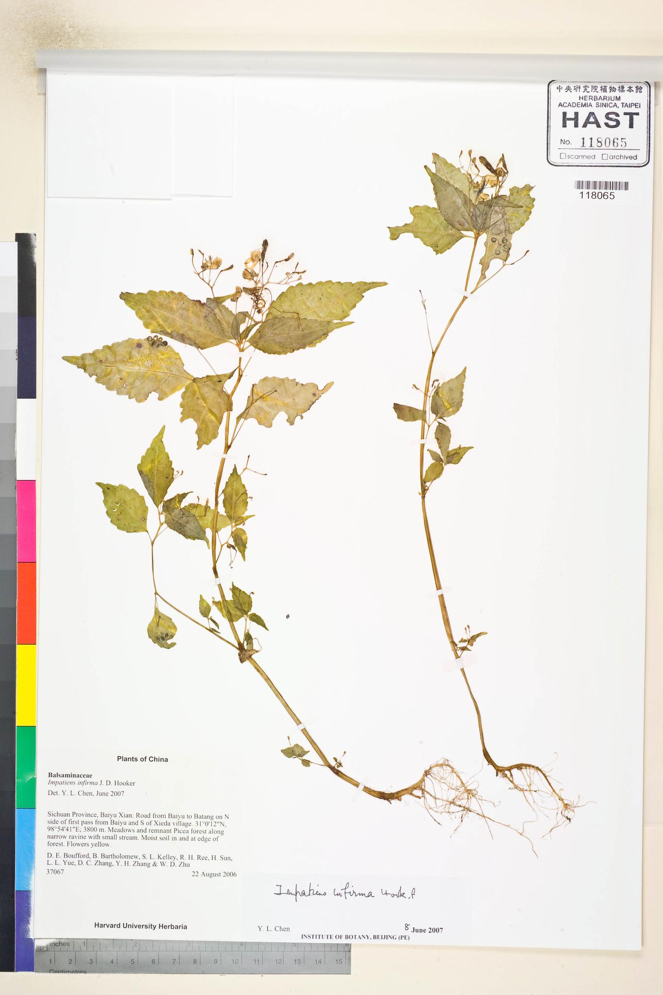 Sample image for viewer