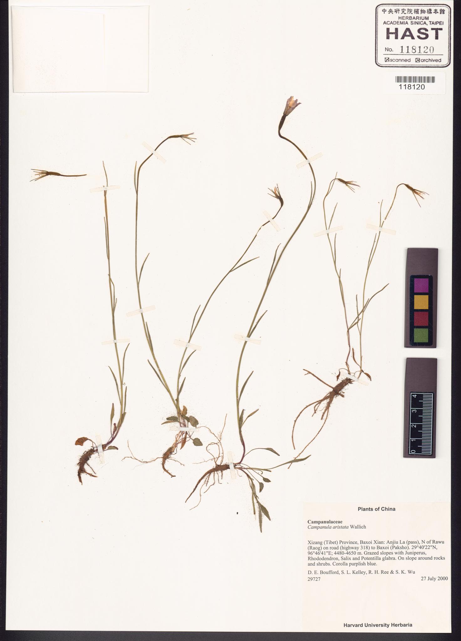 Sample image for viewer