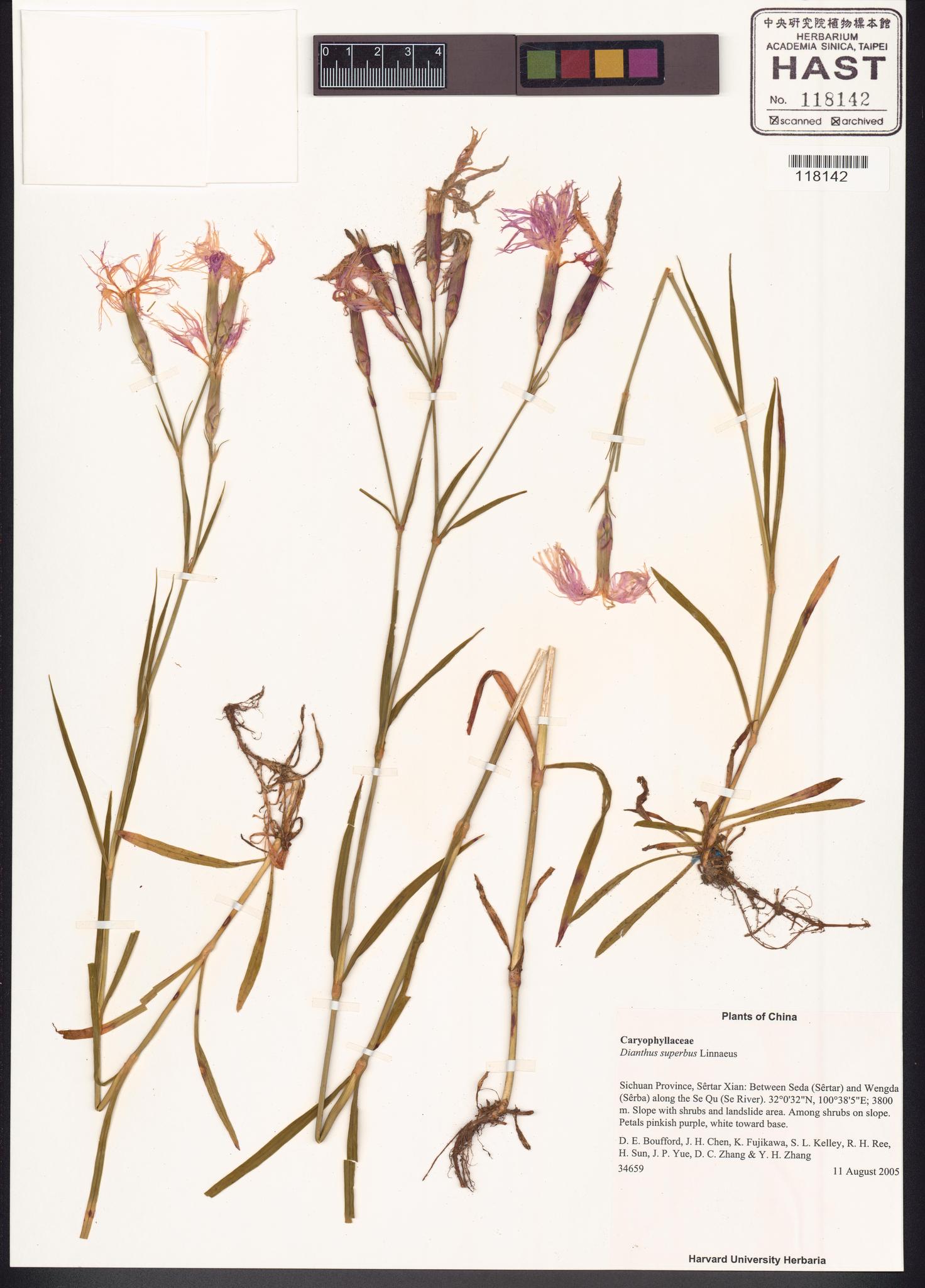 Sample image for viewer