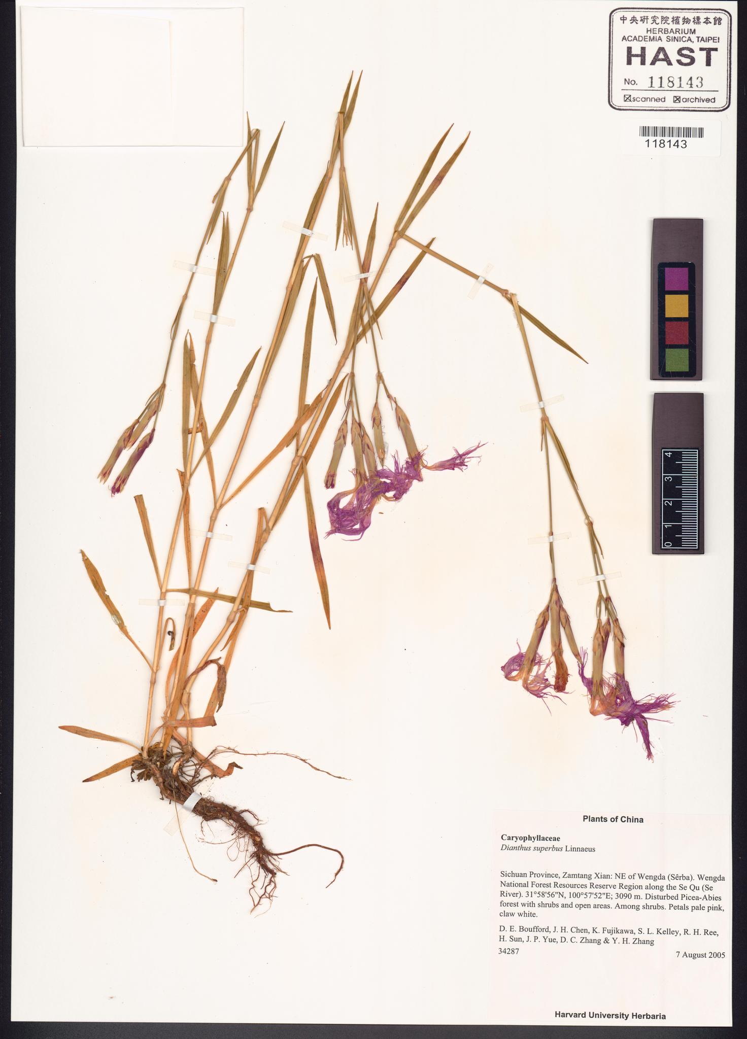 Sample image for viewer