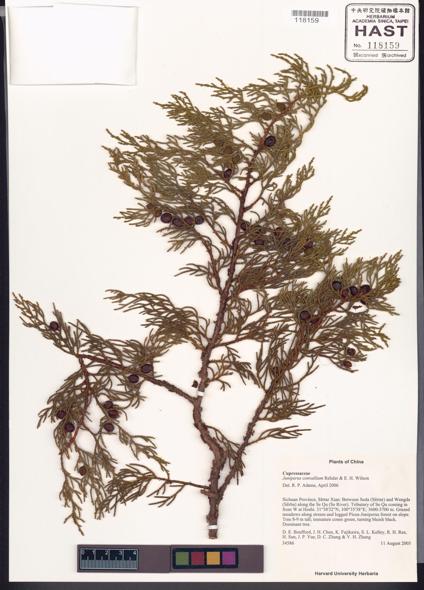 Sample image for viewer