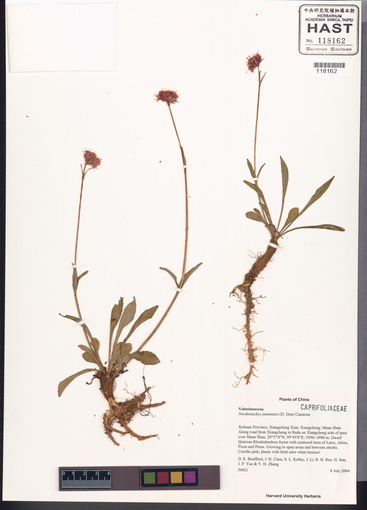 Sample image for viewer