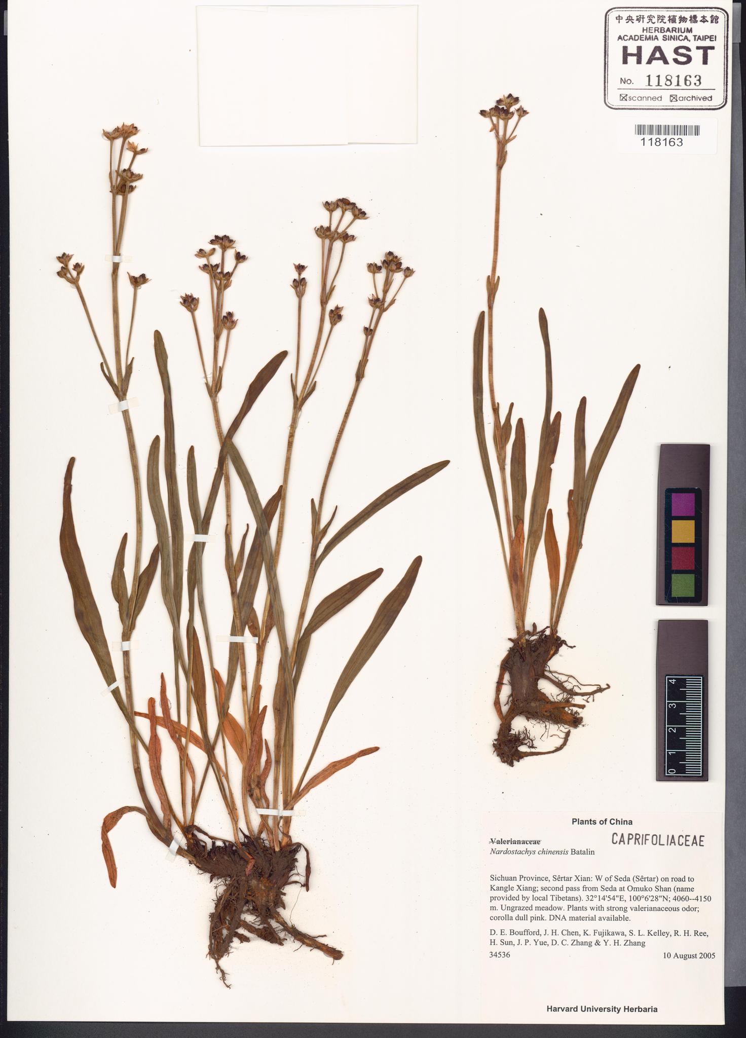 Sample image for viewer