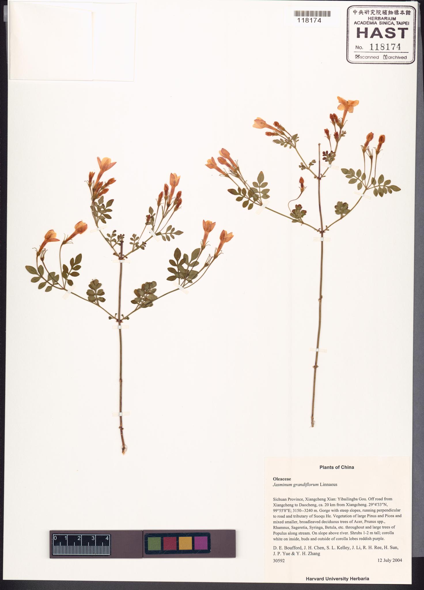 Sample image for viewer