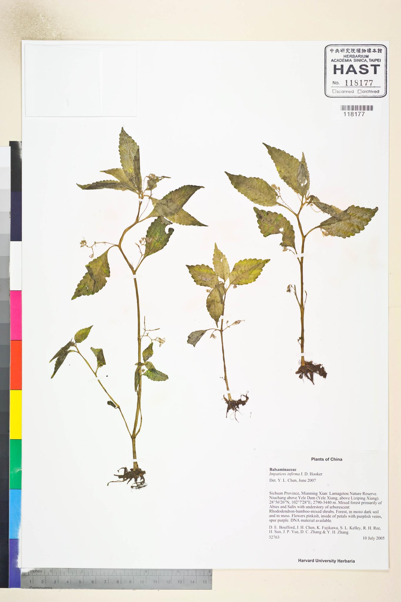 Sample image for viewer