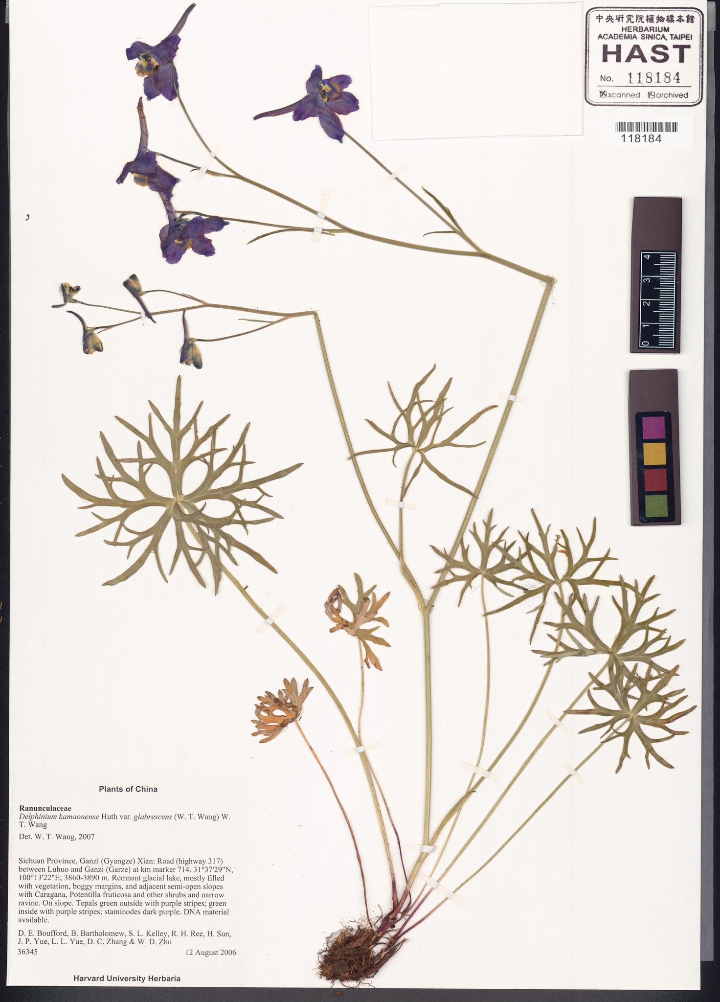 Sample image for viewer