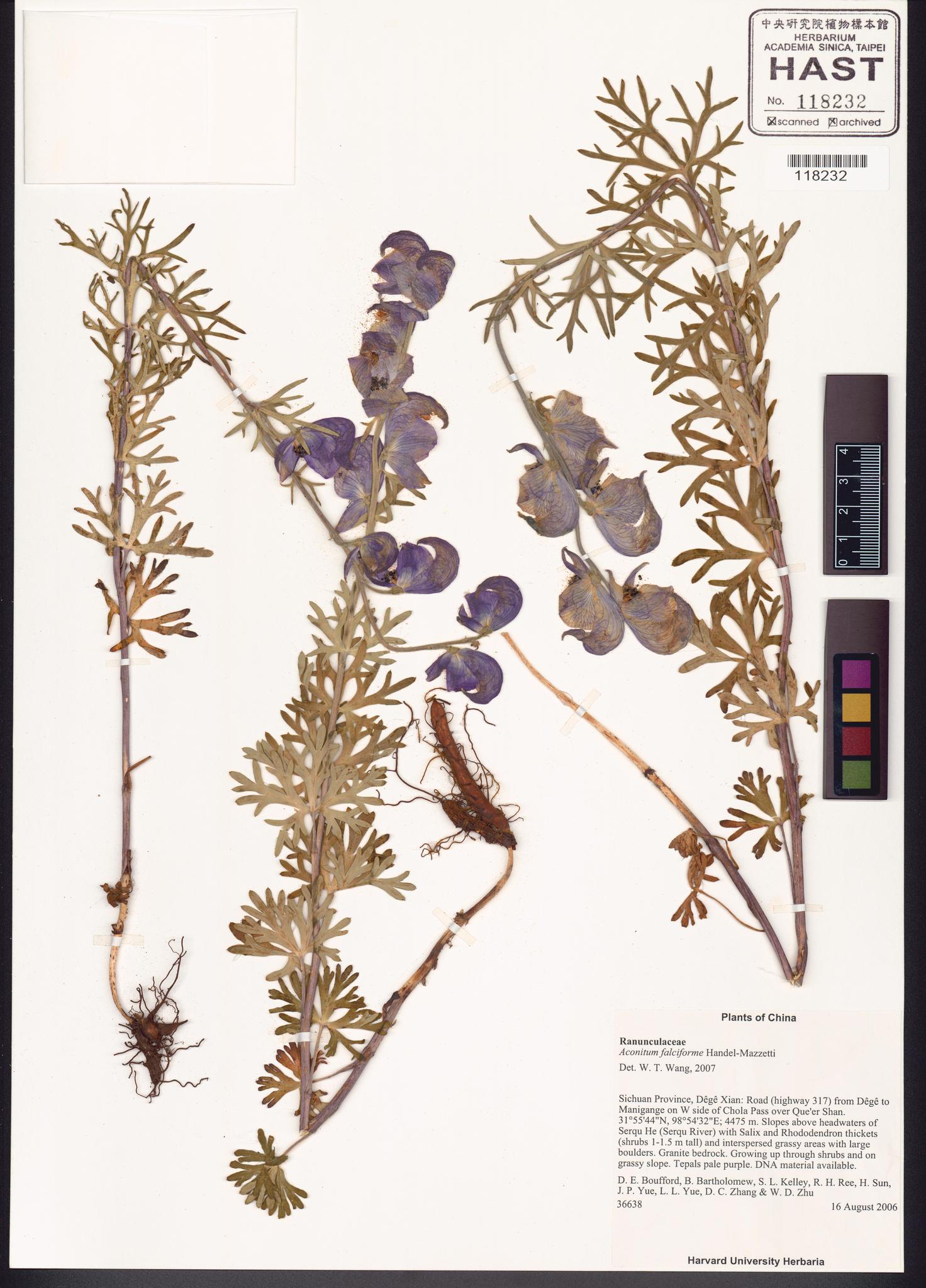 Sample image for viewer