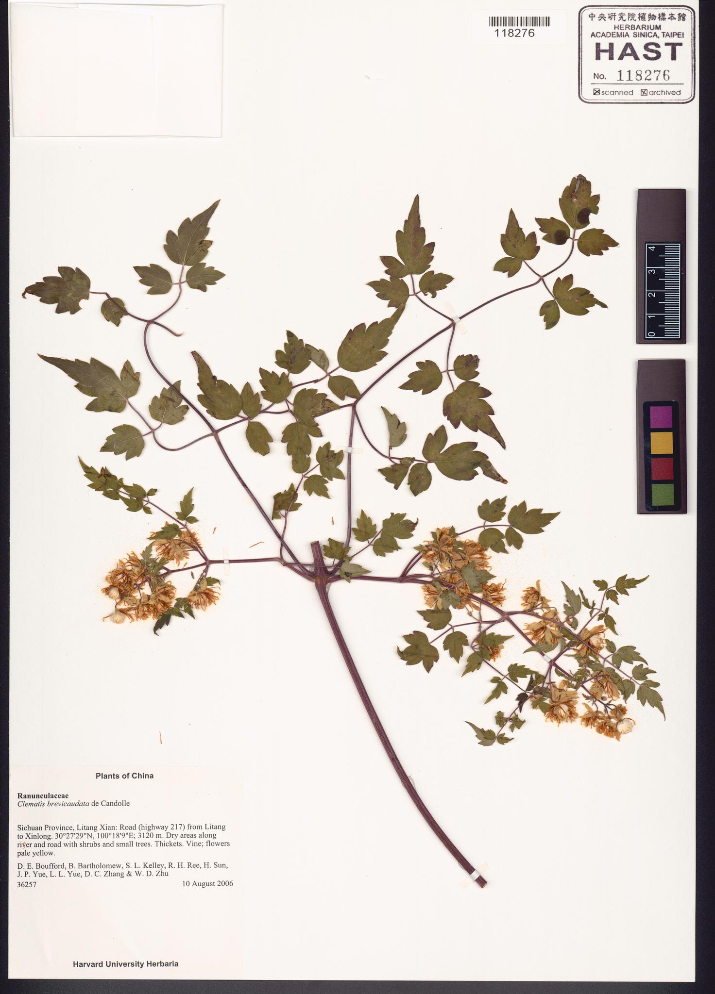 Sample image for viewer