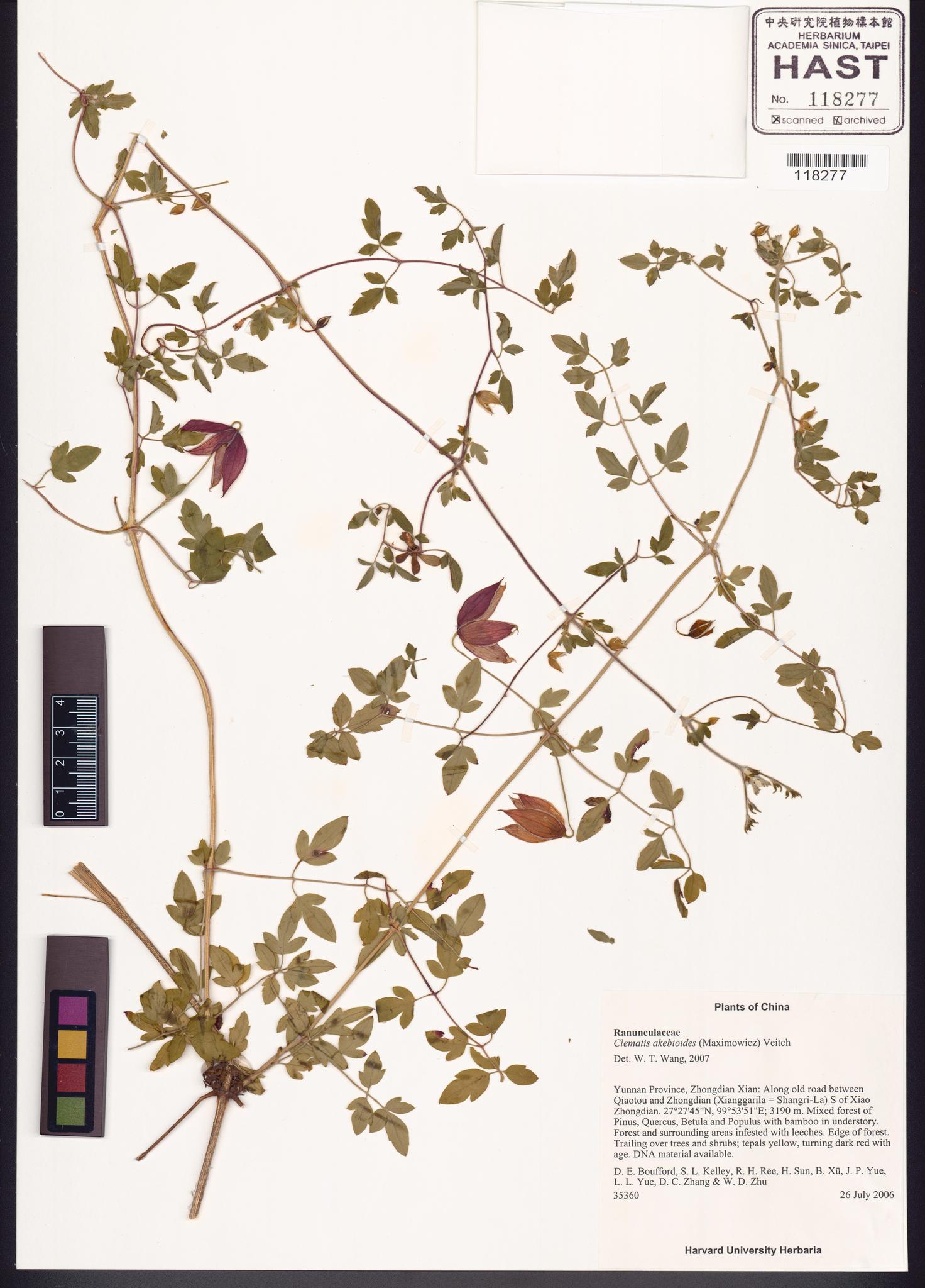 Sample image for viewer