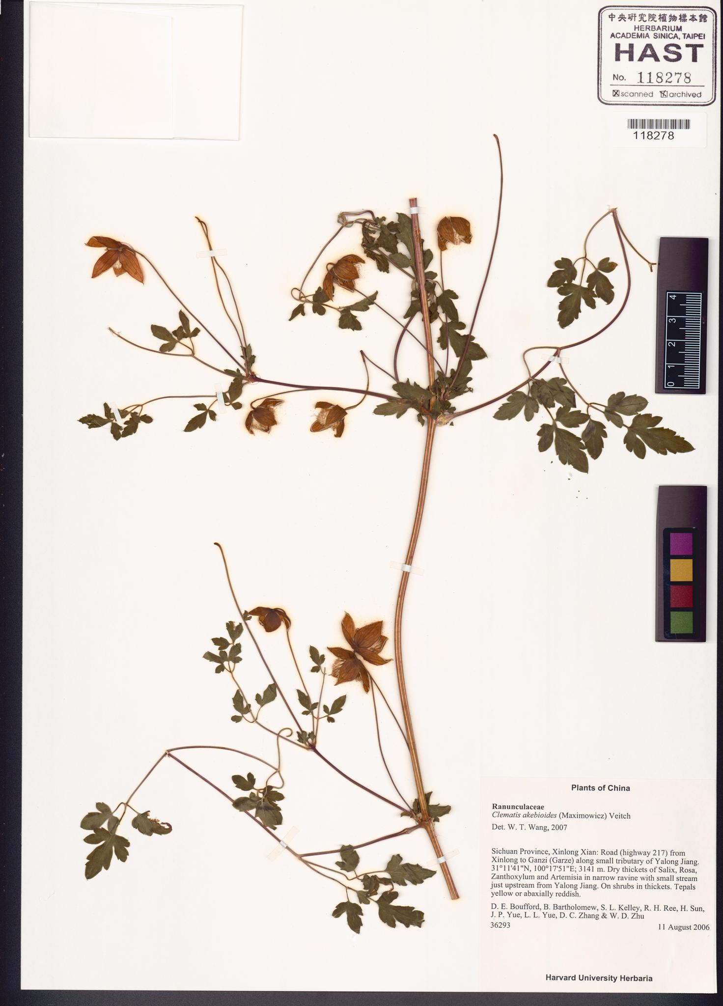 Sample image for viewer