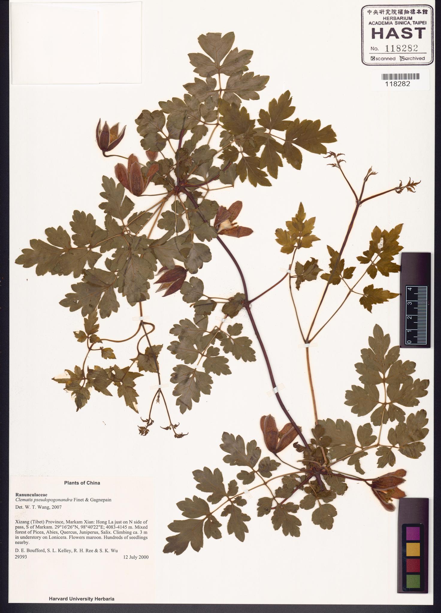 Sample image for viewer