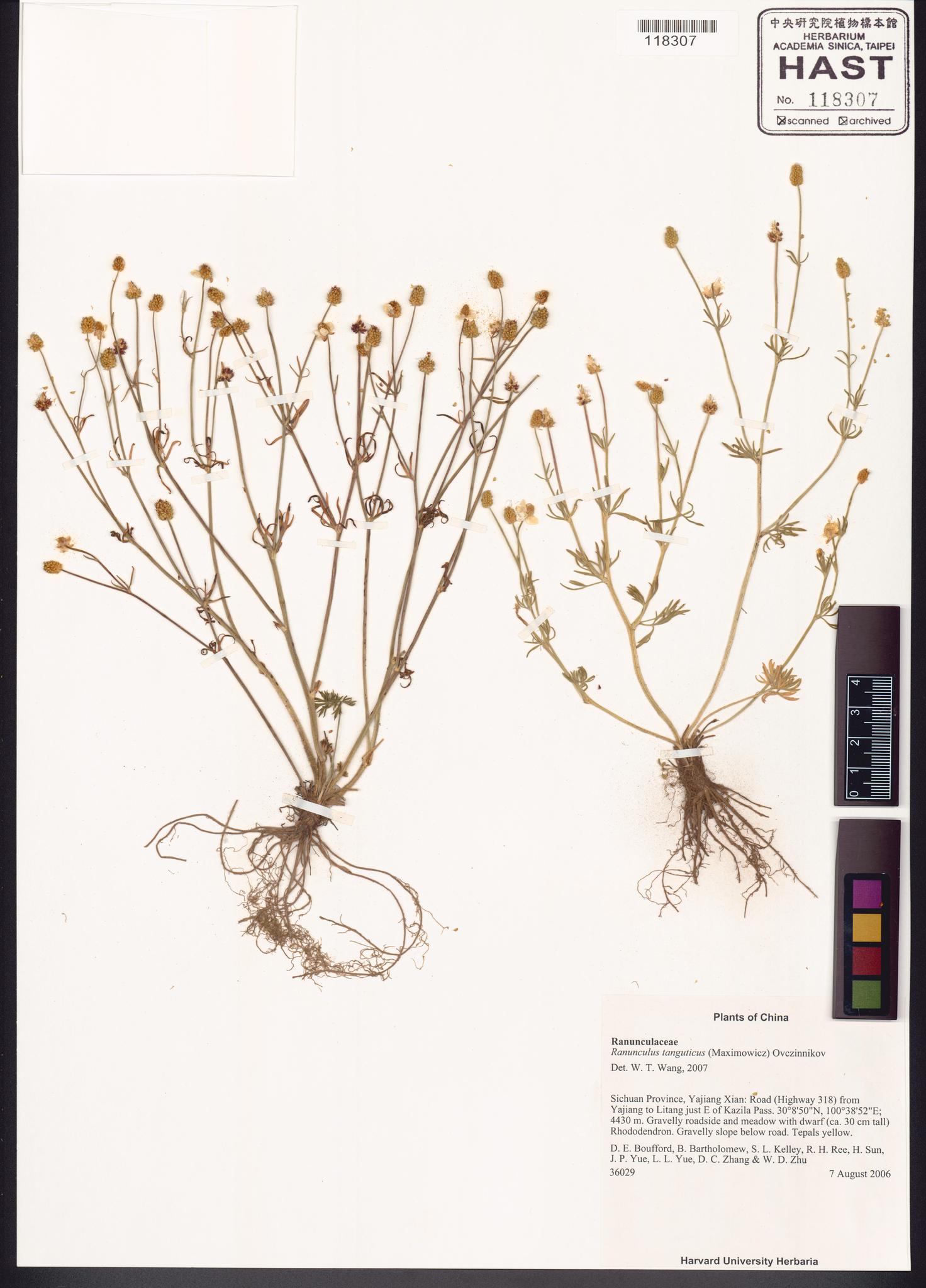 Sample image for viewer