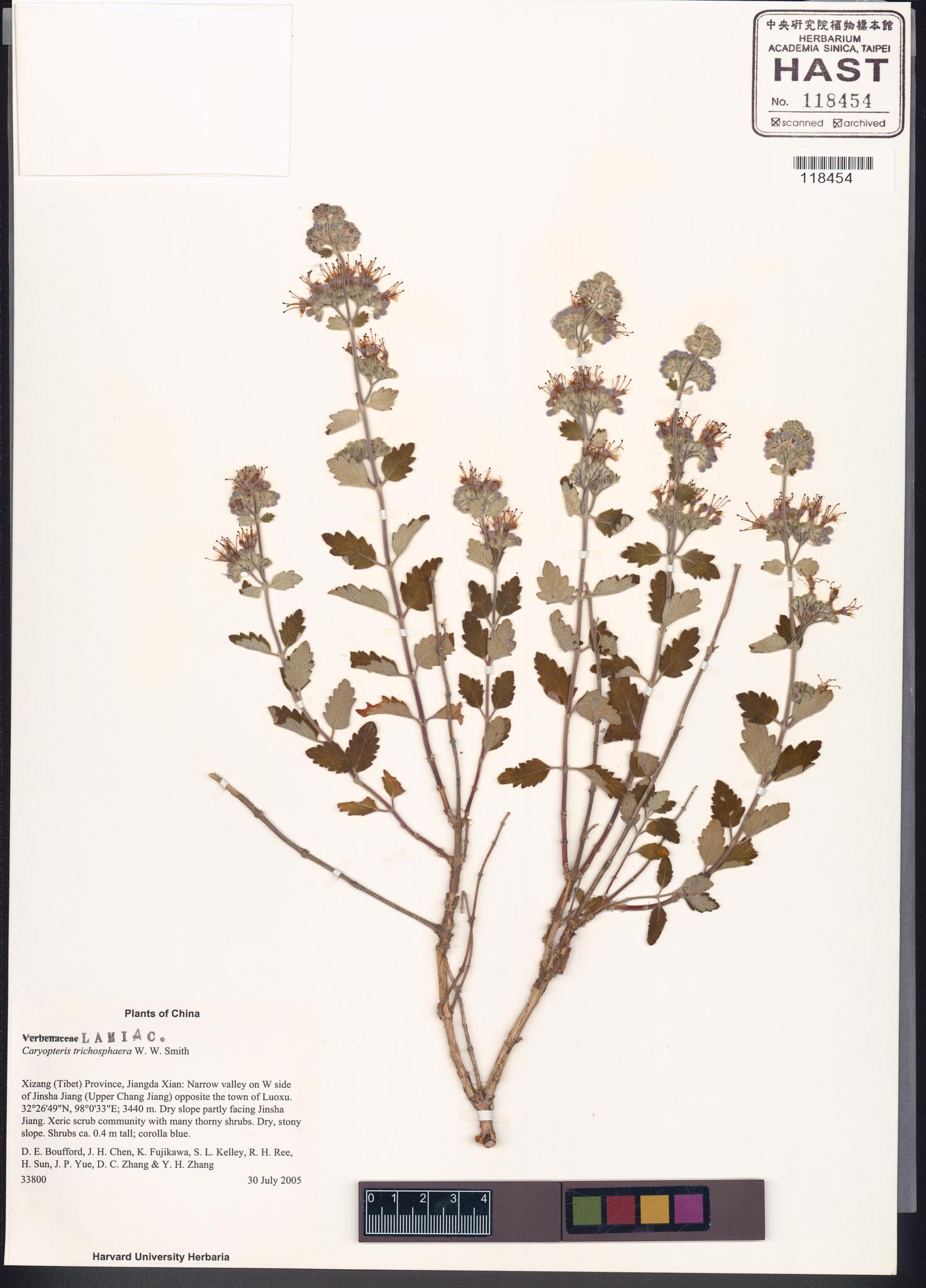 Sample image for viewer