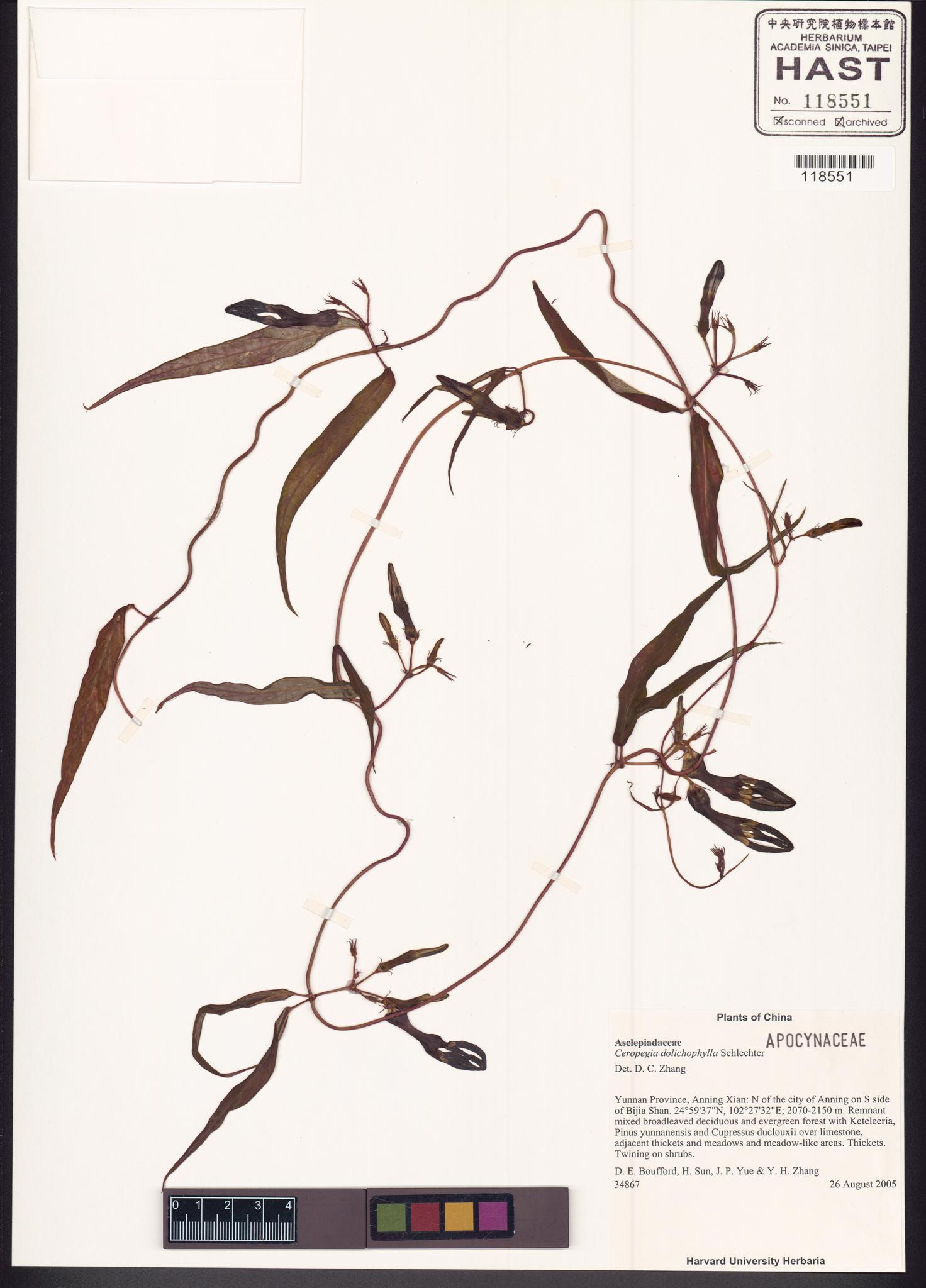 Sample image for viewer