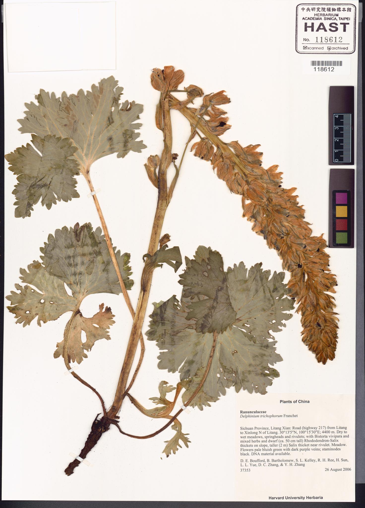 Sample image for viewer