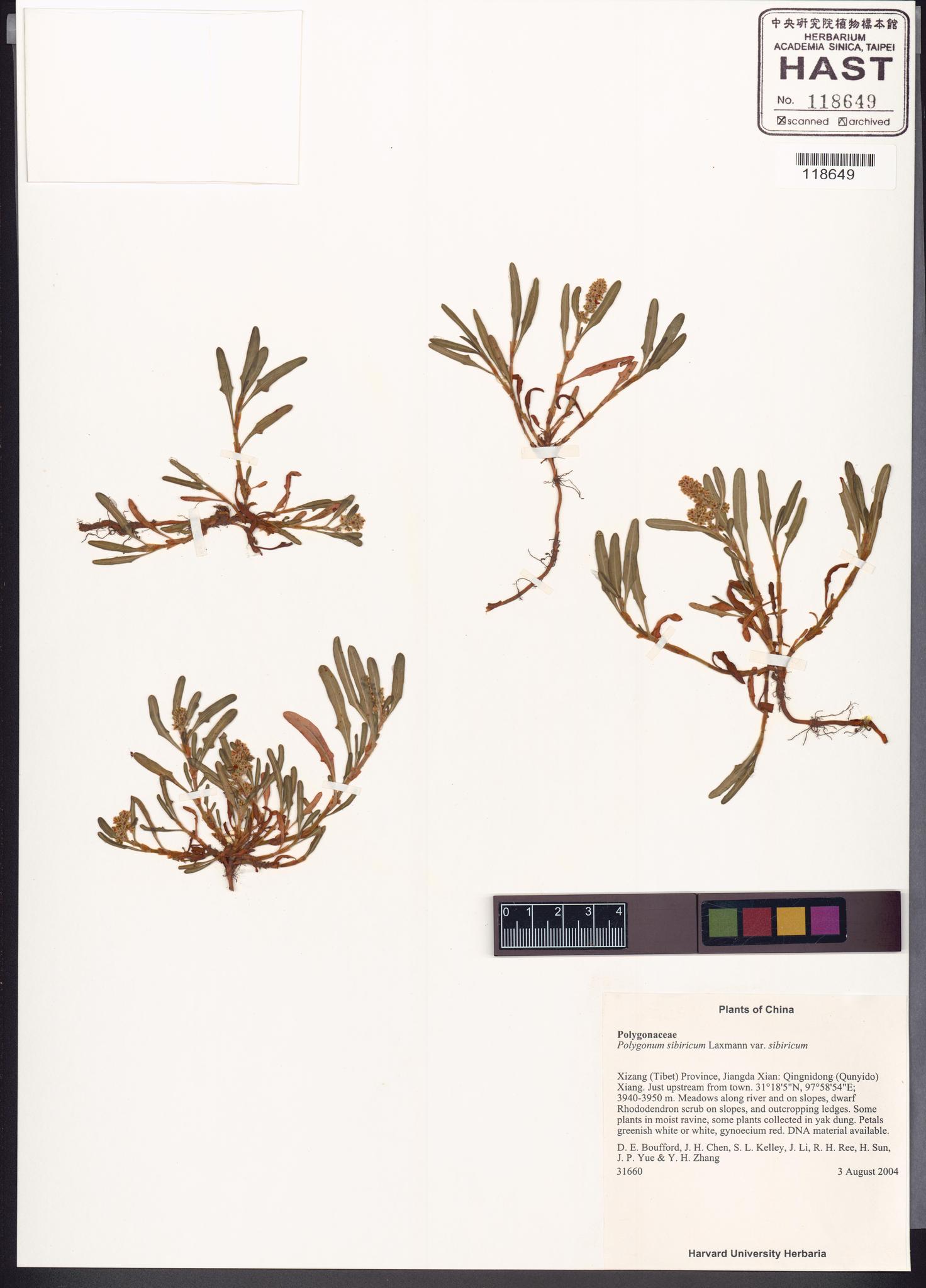 Sample image for viewer