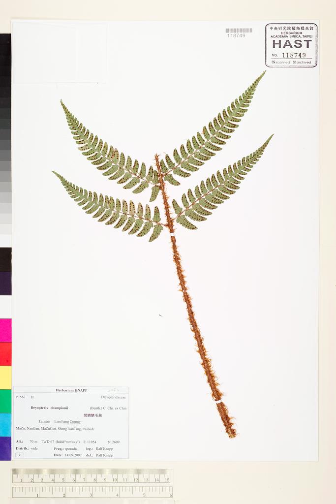 <Unit #75417 Knapp, Ralf | 柯納普 | 2007-9-14 7:: | Dryopteris championii (Benth.) C. Chr. ex Ching>
