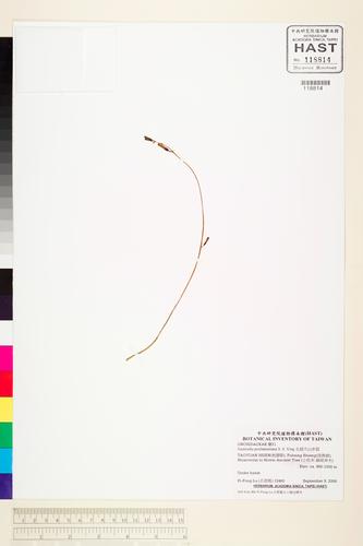 Gastrodia peichatieniana S. S. Ying