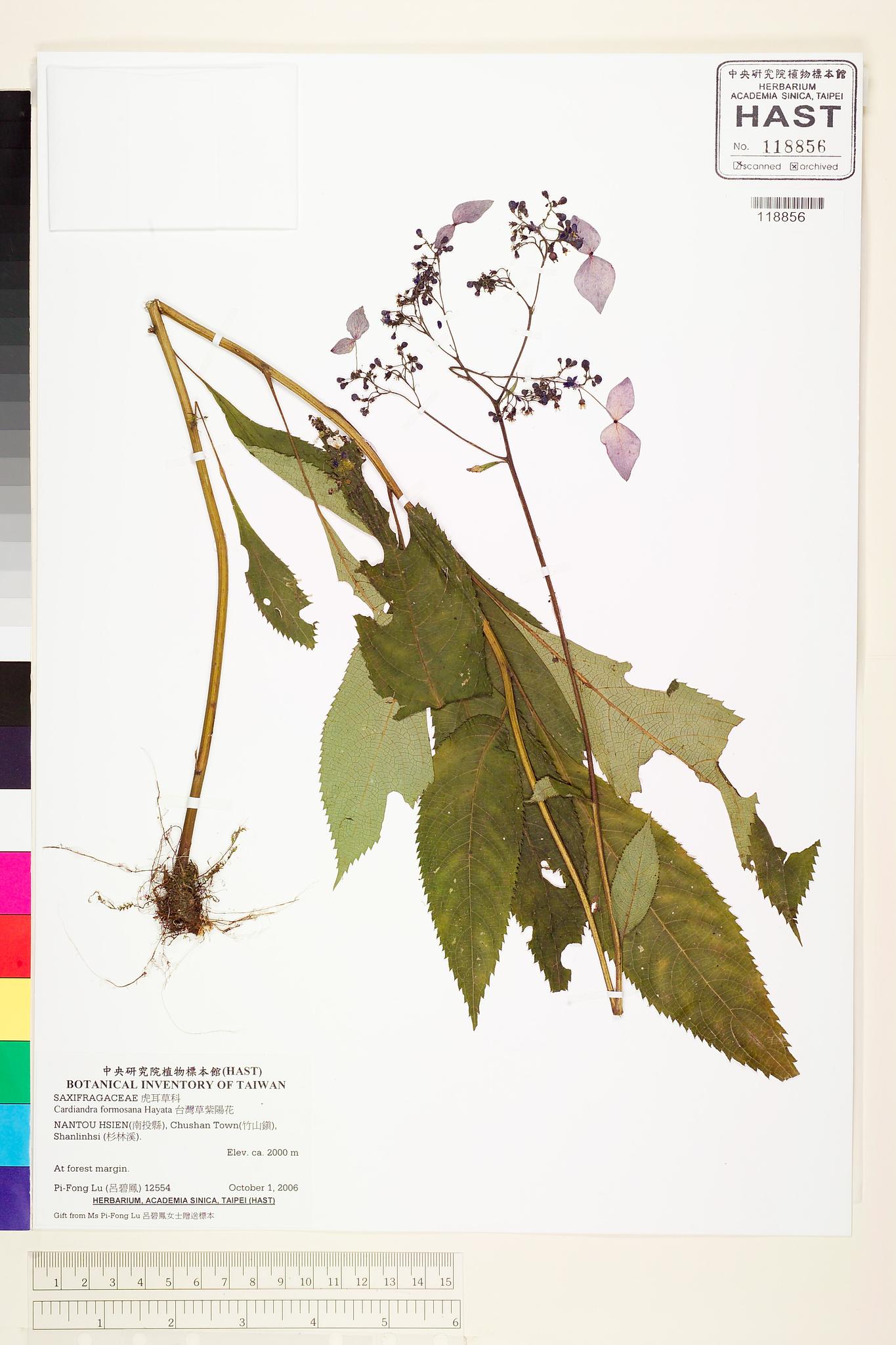 Sample image for viewer