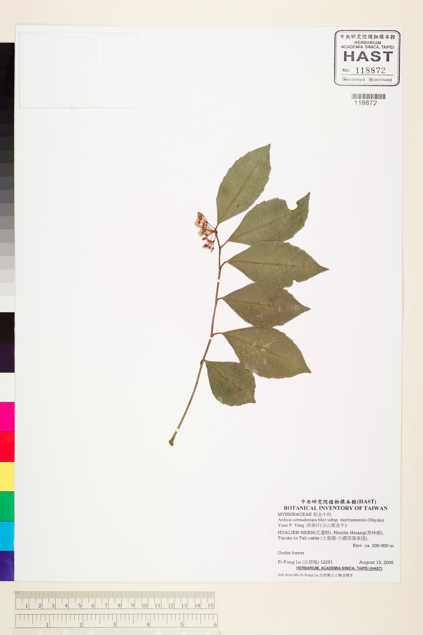 Sample image for viewer