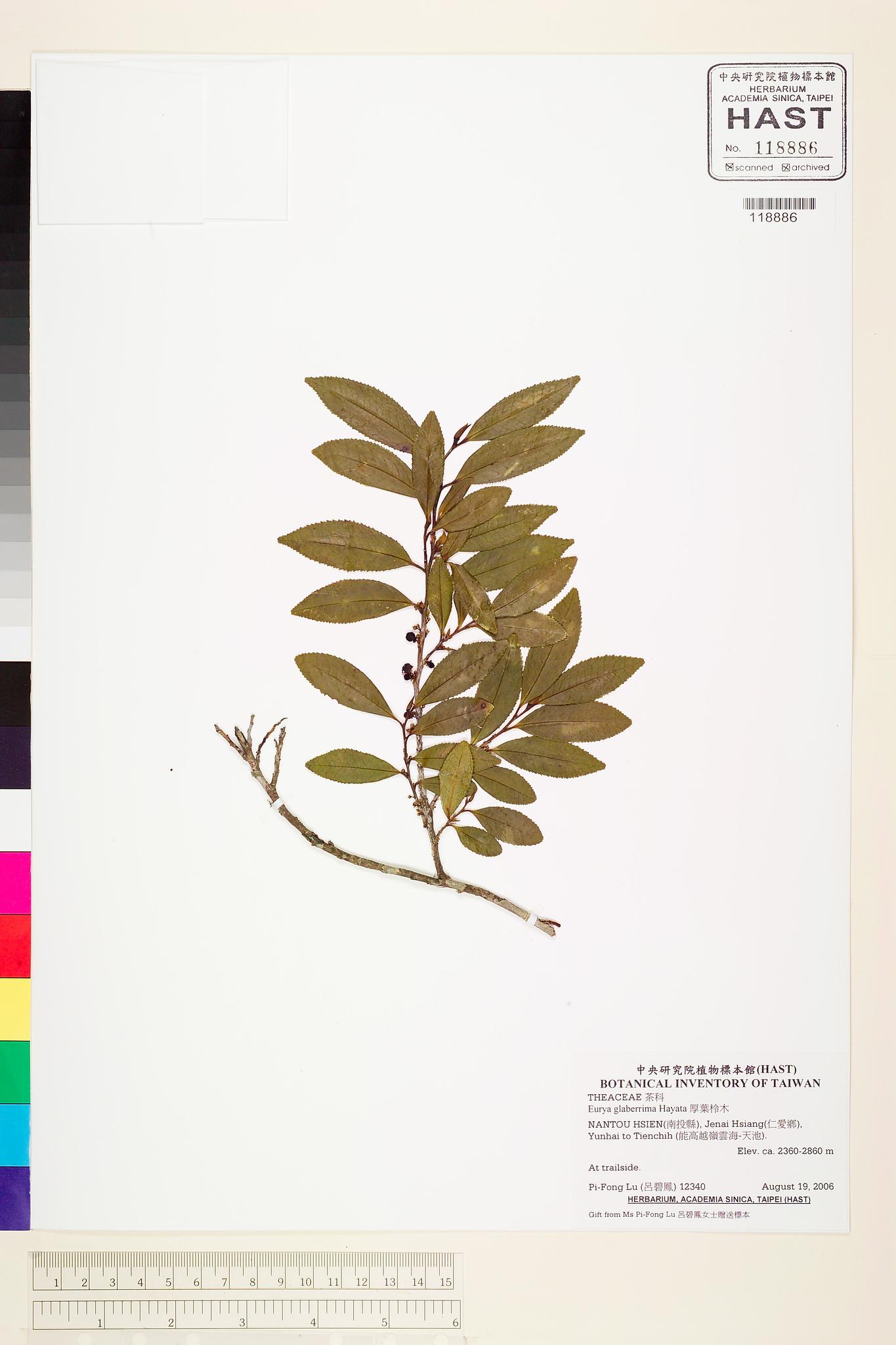 Sample image for viewer