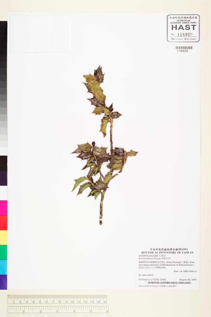 <Unit #74762 Lu, Pi-Fong | 呂碧鳳 | 12431:: | Ilex bioritsensis Hayata>