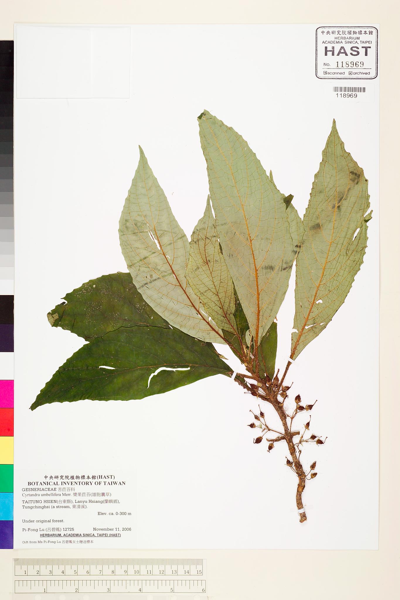 Sample image for viewer