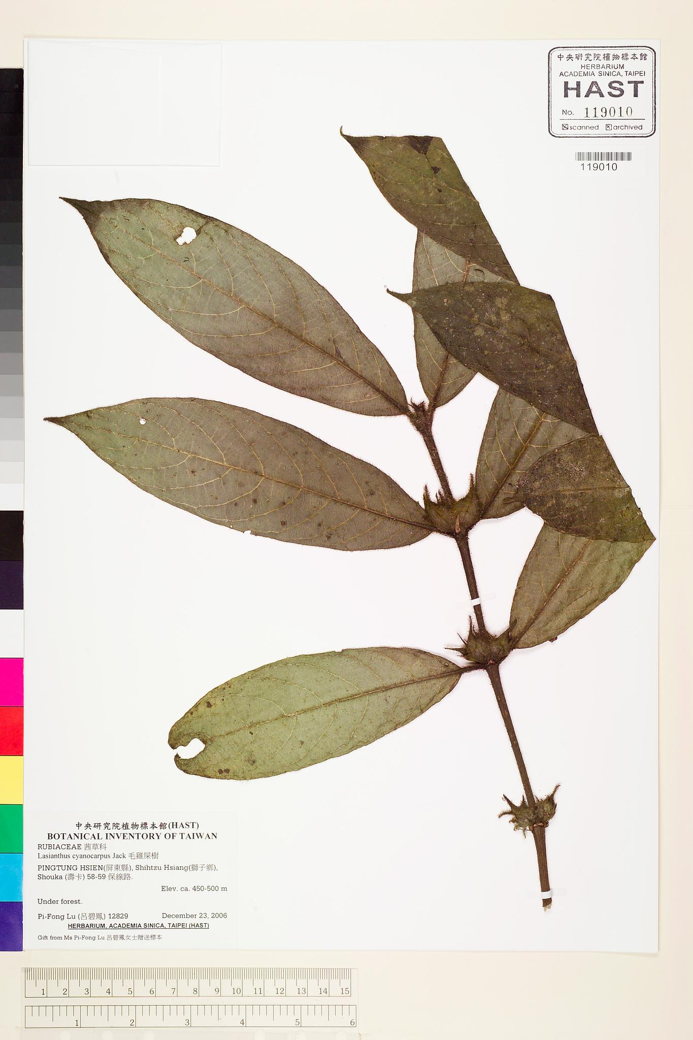 Sample image for viewer