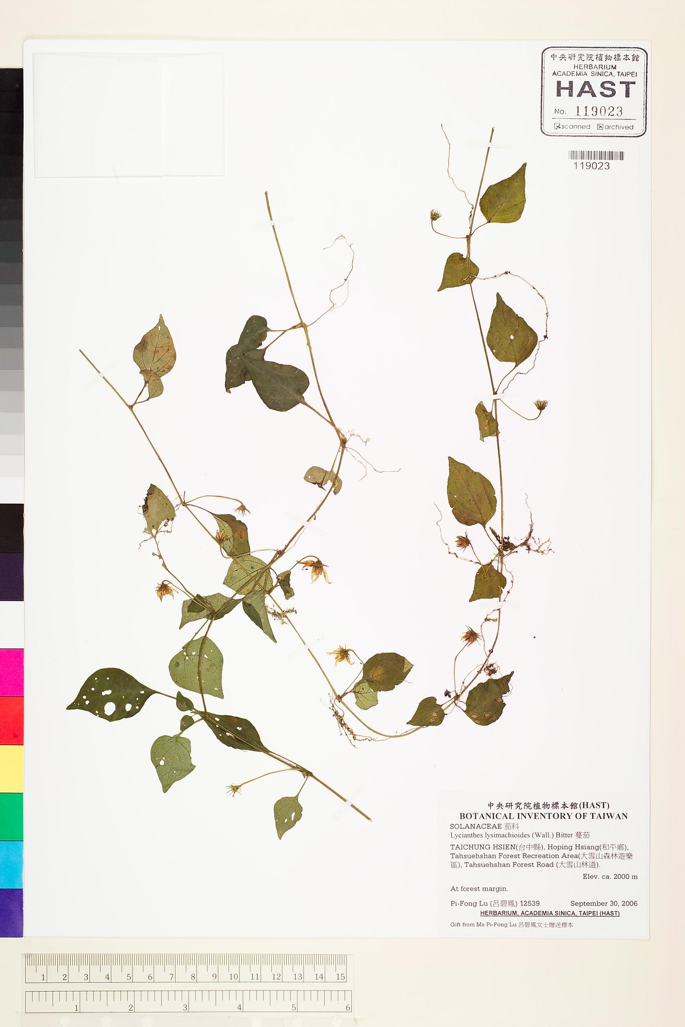 Sample image for viewer